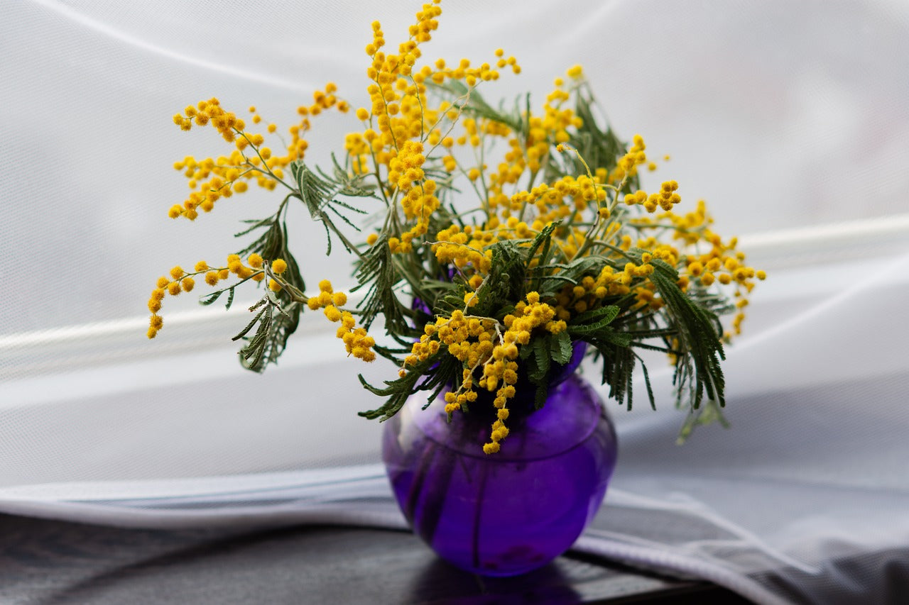 Comment conserver le mimosa dans un vase
