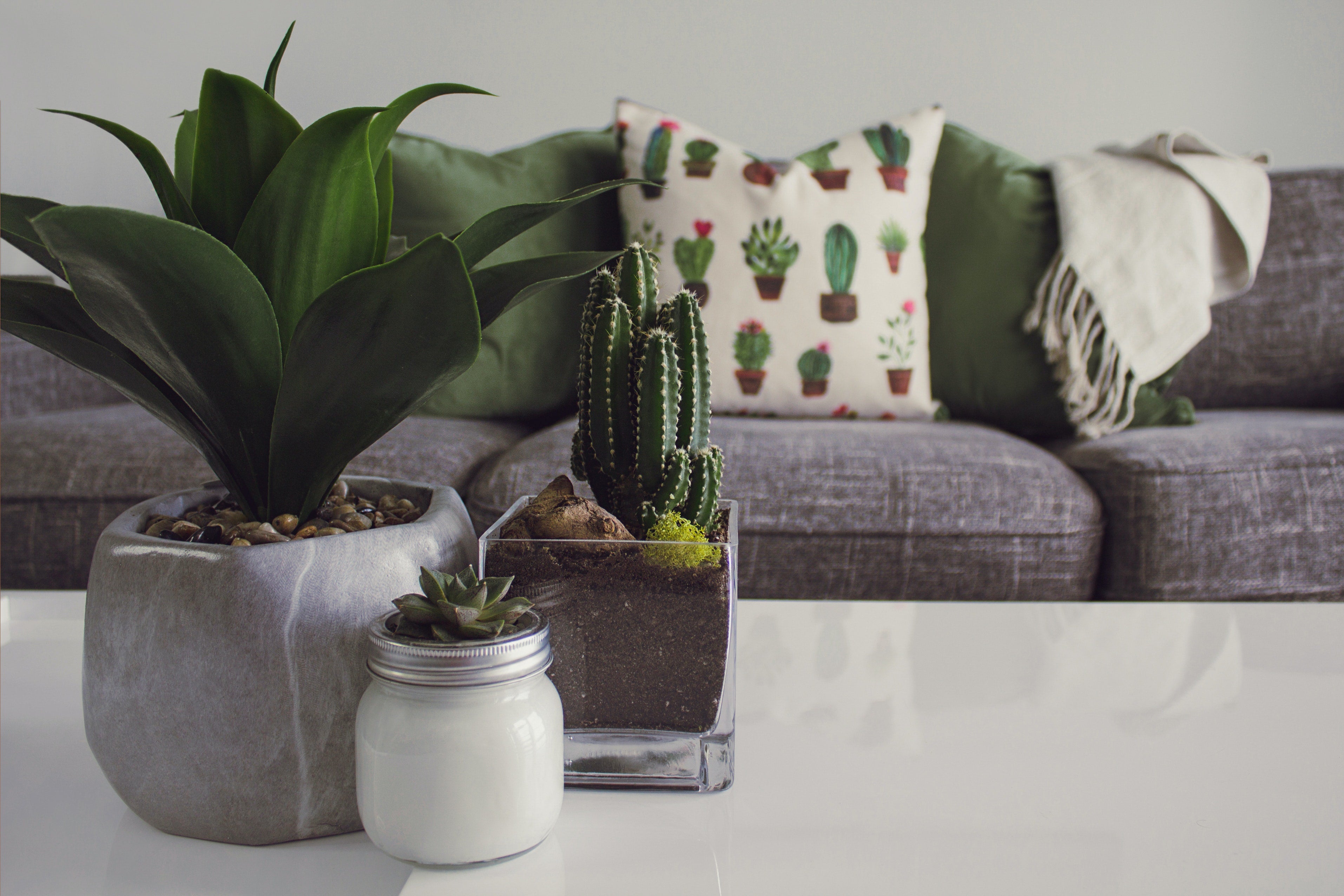 les types de plantes Ma Déco Plante