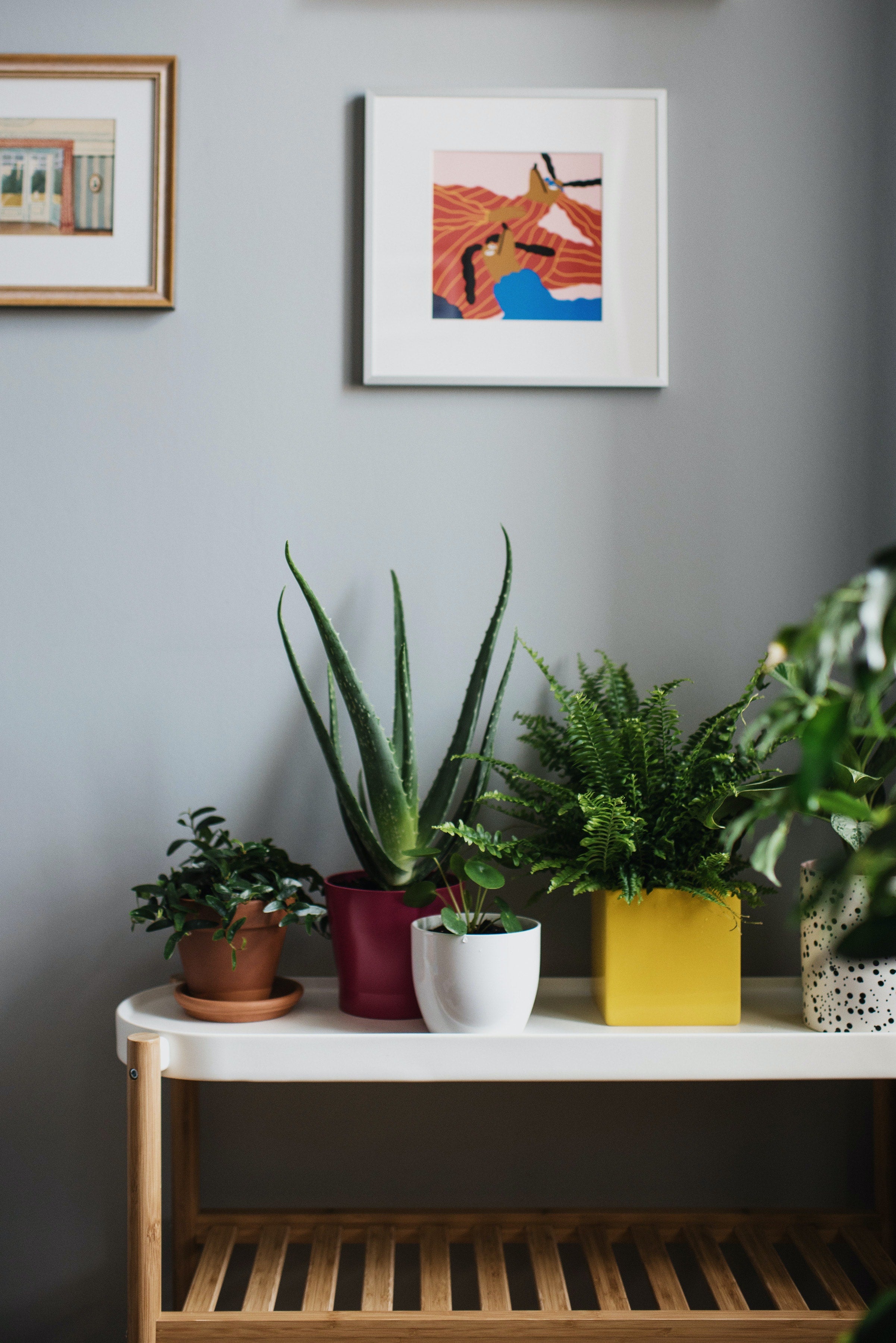 decoration plante maison