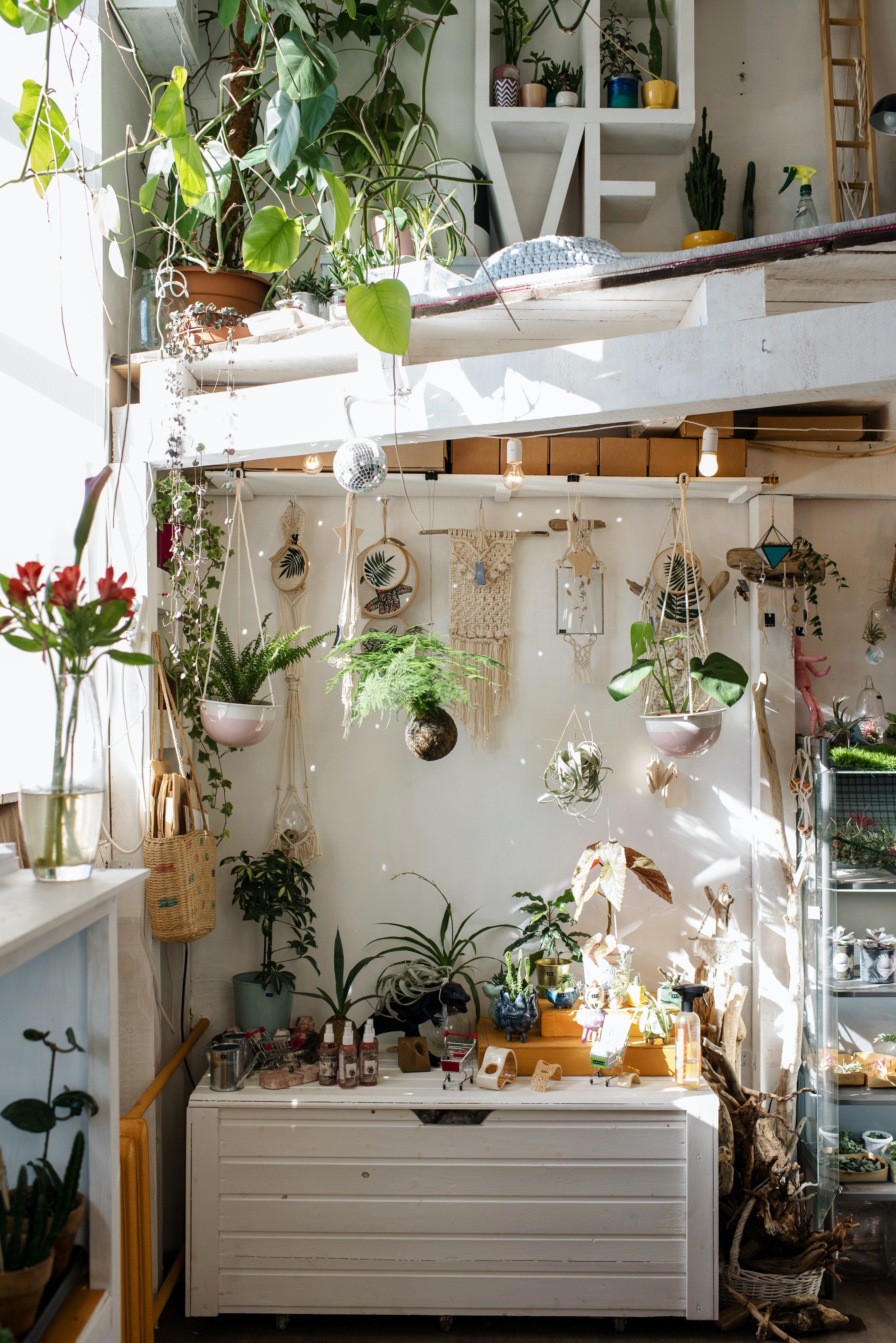3 conseils simples pour mettre en valeur votre plante d'intérieur avec les porte-plantes suspendu