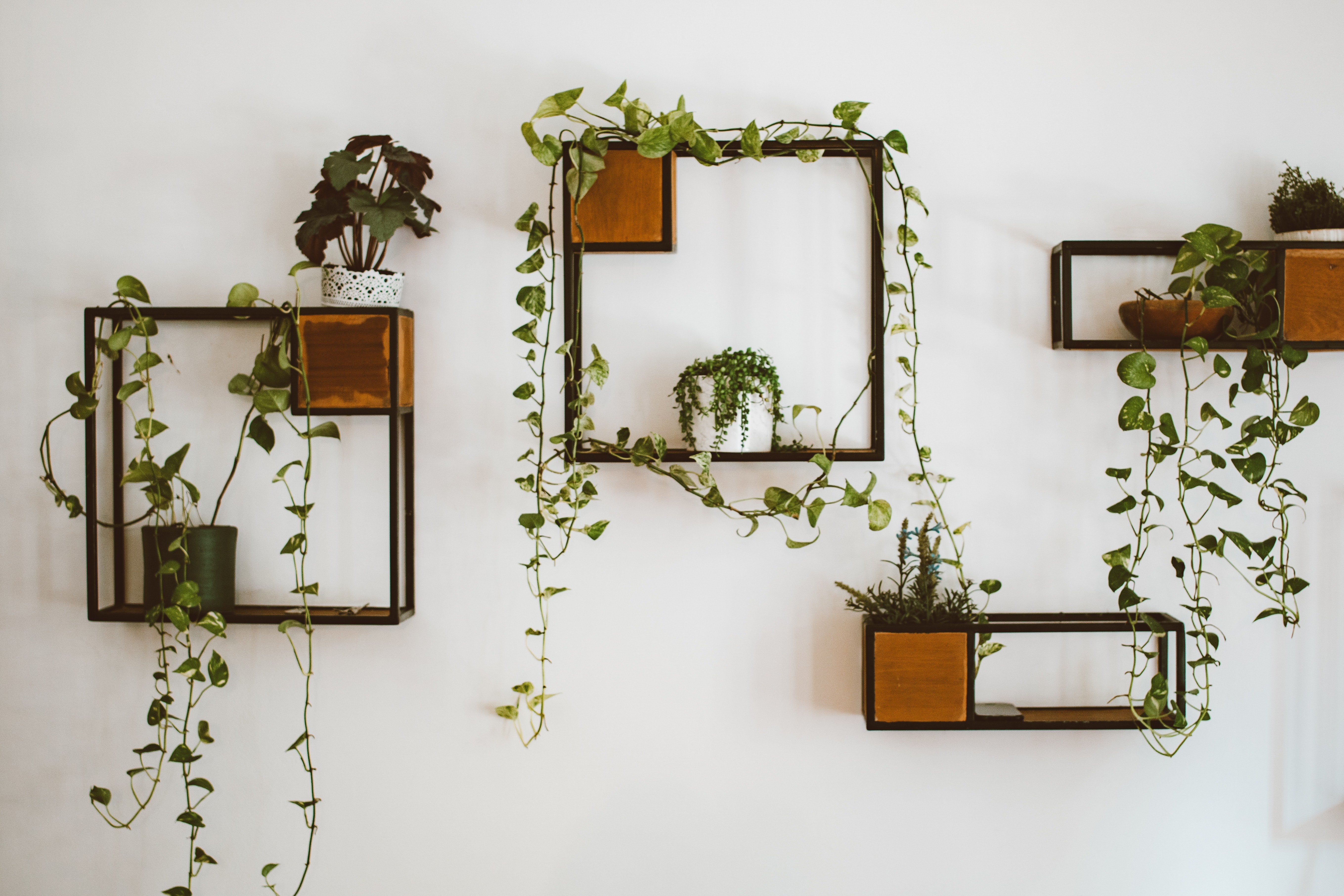 Décor industriel avec des plantes