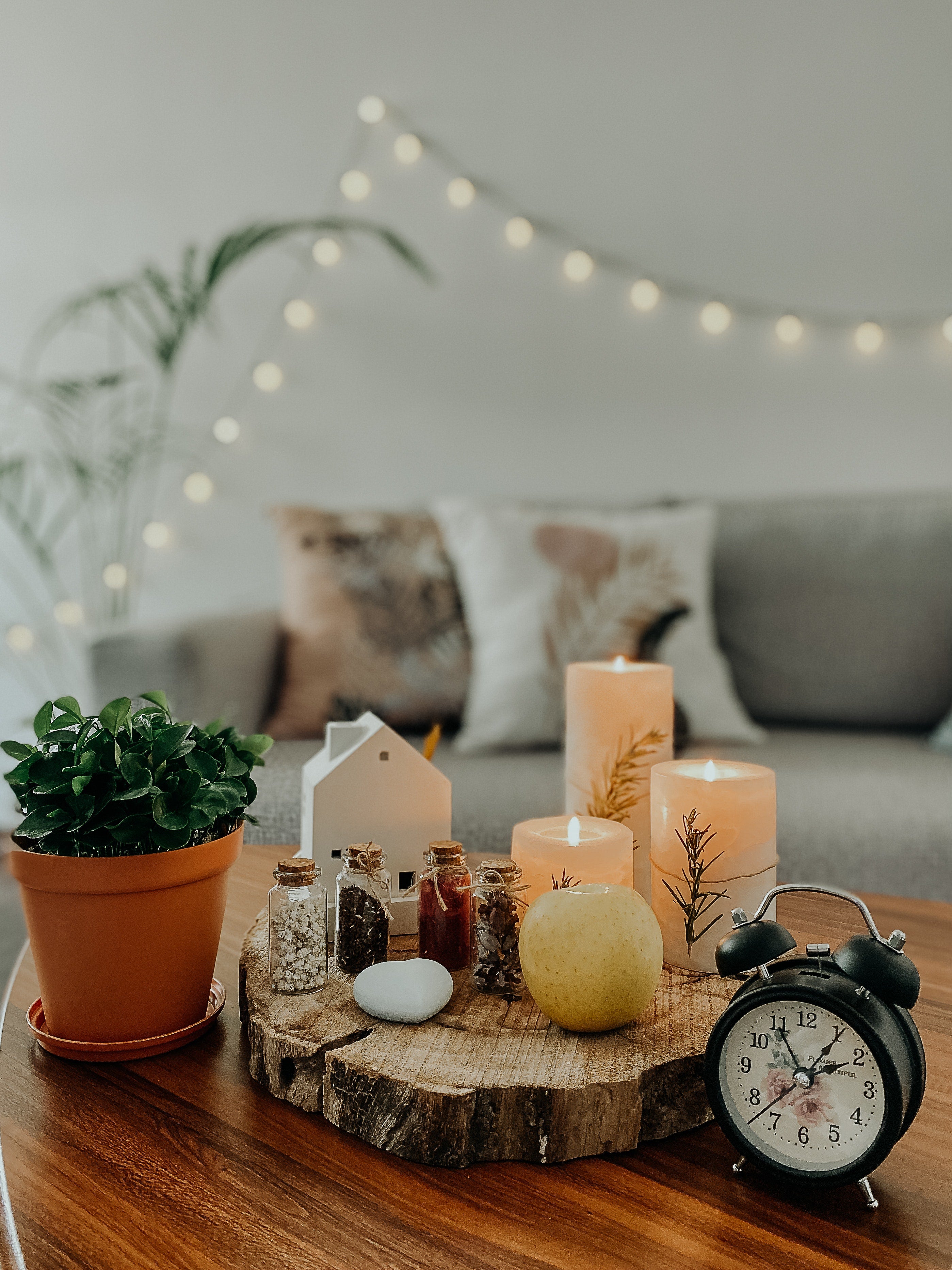 Quoi planter en décembre ?